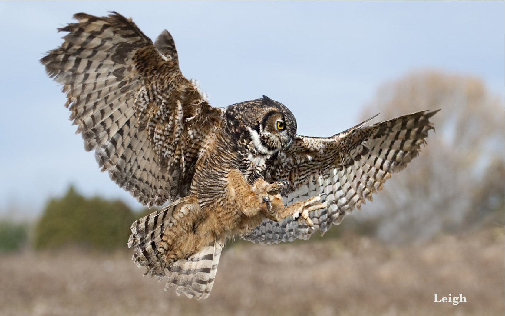 Owl_landing